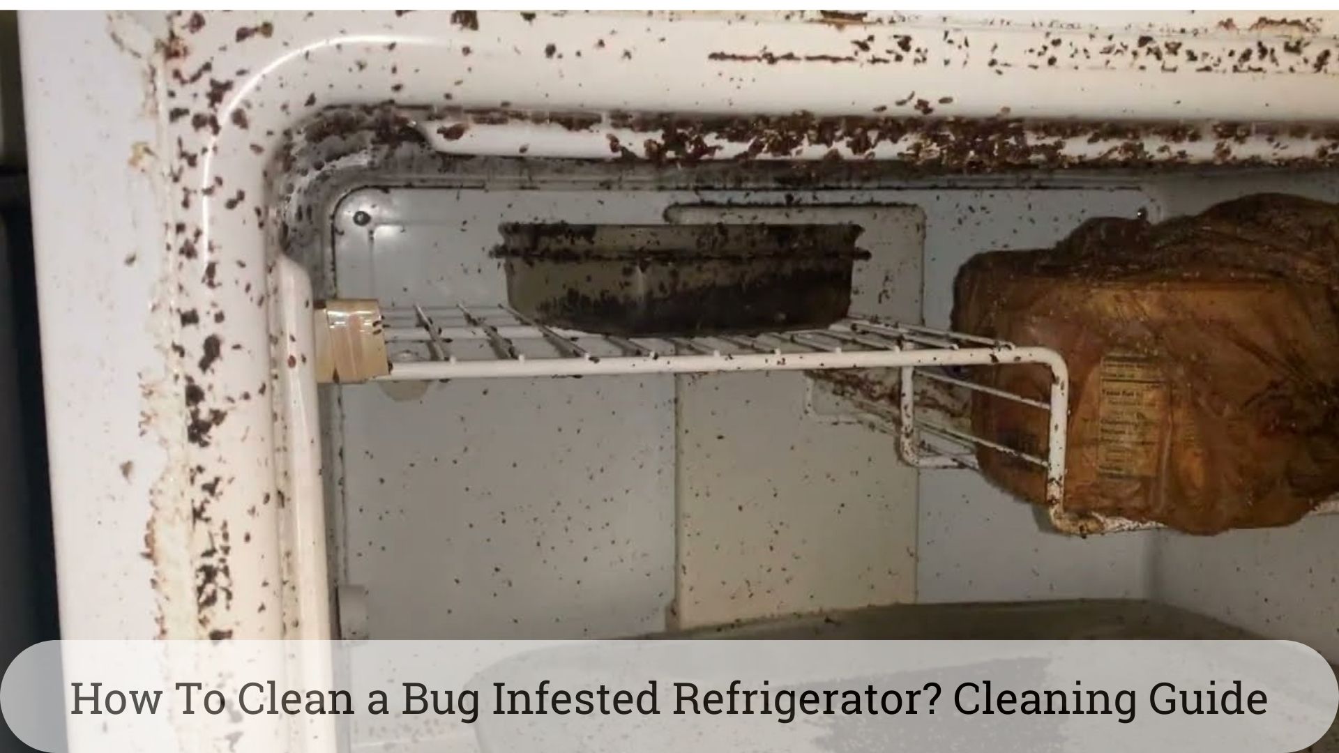 How To Clean a Bug Infested Refrigerator Cleaning? Guide 2023 feature image